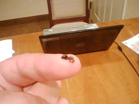 ant on finger