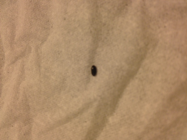 Sick bed bug crawling mattress top
