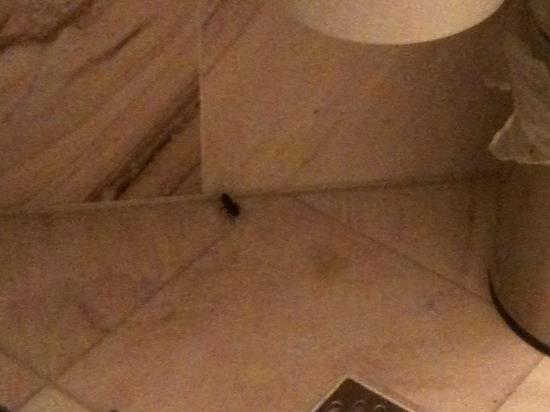 Bathroom Beetle