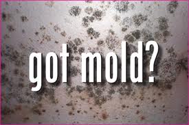 Water = Mold