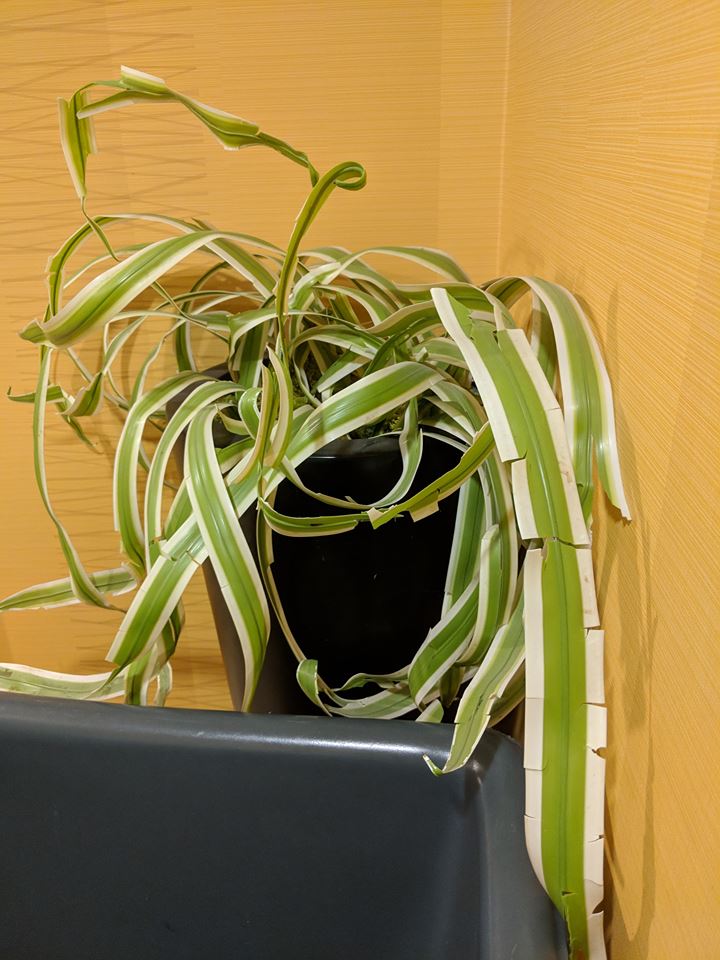 Possibly The Saddest (Plastic) In-Room Plant (Ever)