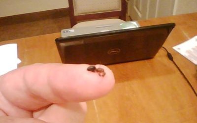 When You Find An Ant In Your Coffee