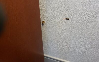 Unidentifiable Wall Refuse