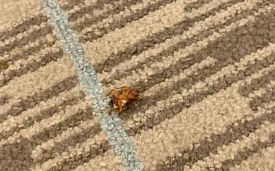 Don’t Let The Dead Bugs Bite