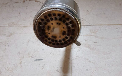 A Four Star Hotel Showerhead